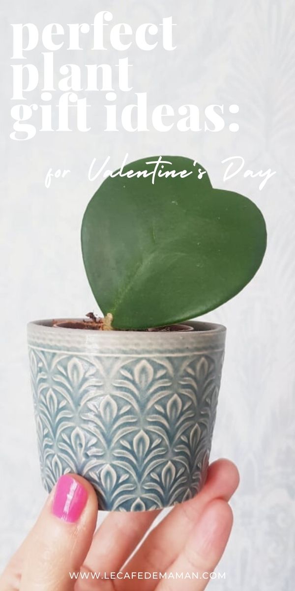 valentines day plant gift ideas