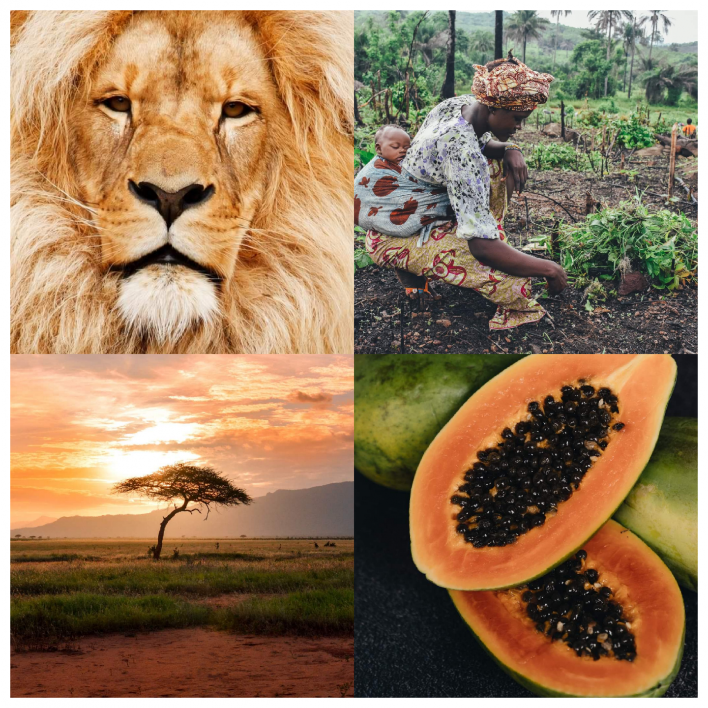 africa collection inspiration