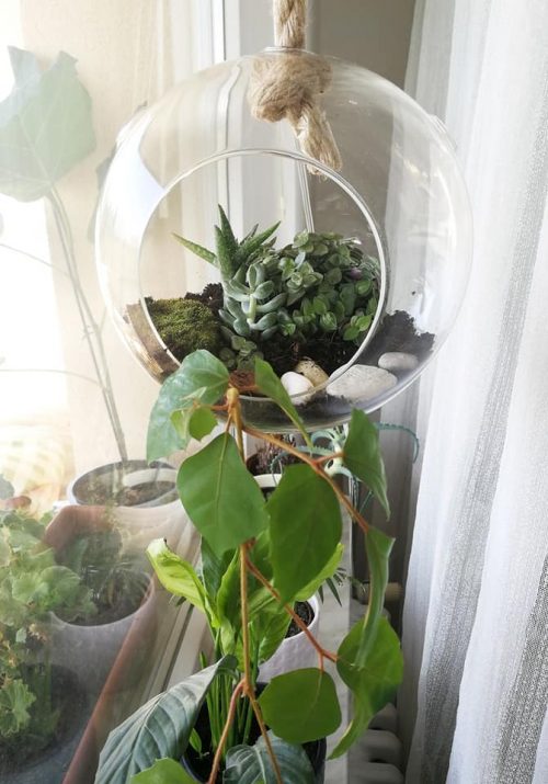 diy plant glass terrarium
