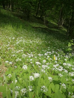 ramsons wild garlic in the forest