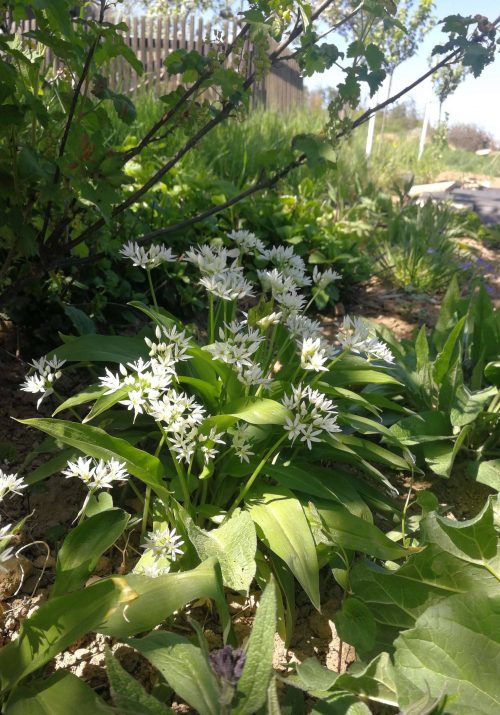 wild garlic blooming